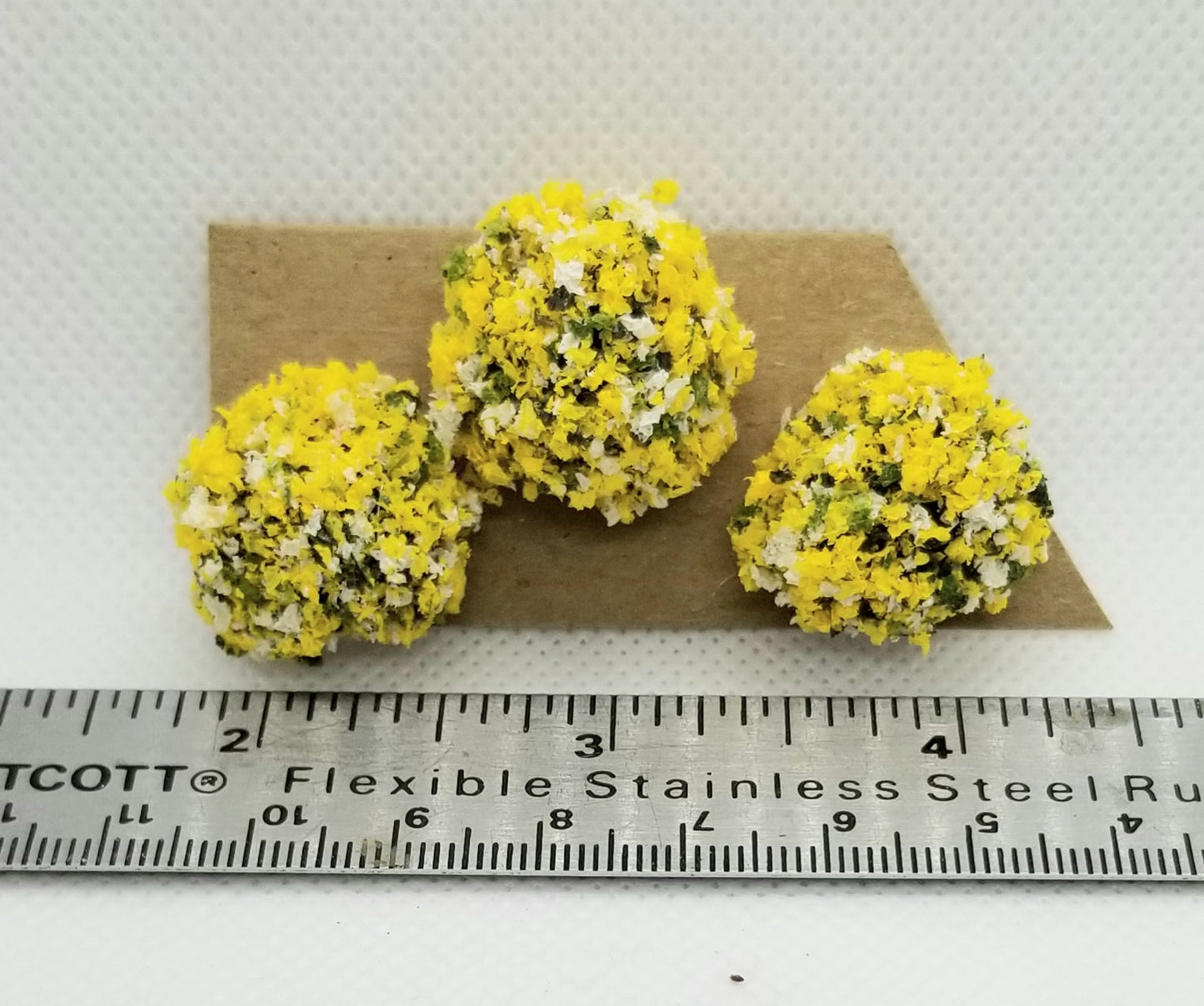 Border Plant, Yellow-White, Large