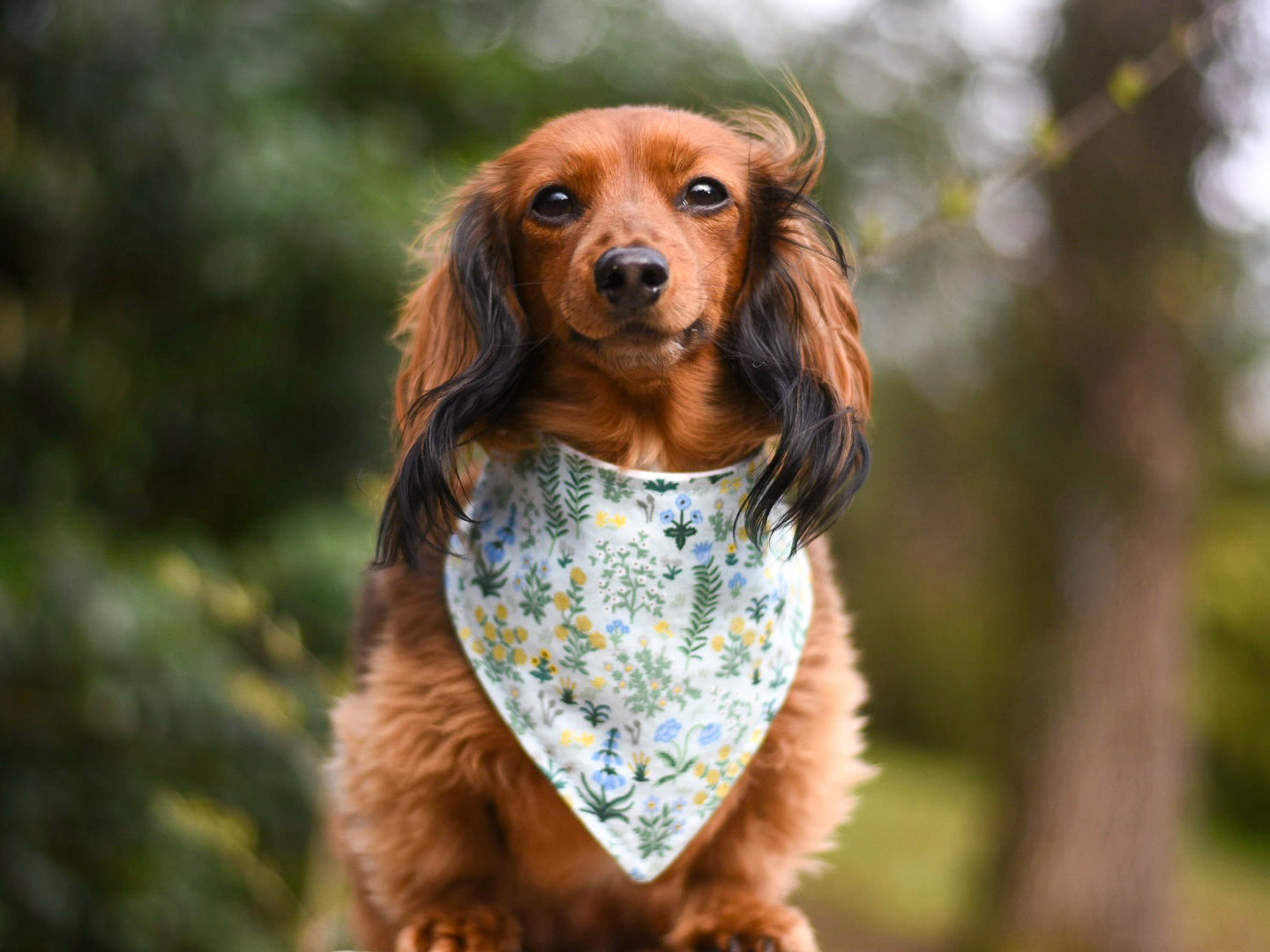 "Mama's Boy" Dog Bandana