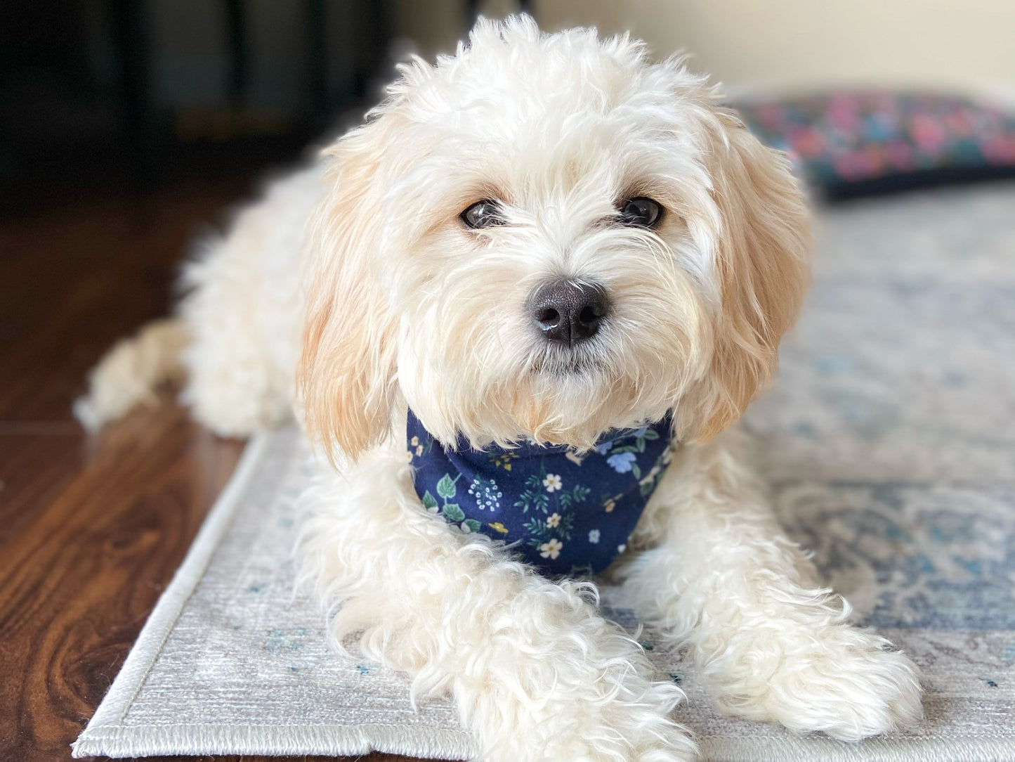 "Heart Breaker" Dog Bandana