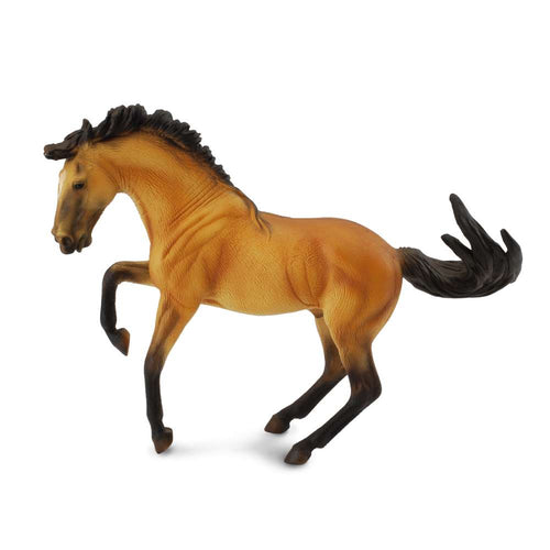 Lusitano Stallion Buckskin