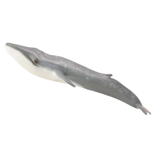 Blue Whale
