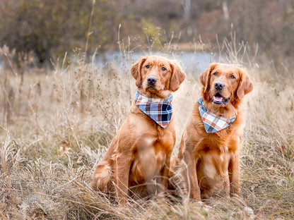 "Mama's Boy" Dog Bandana