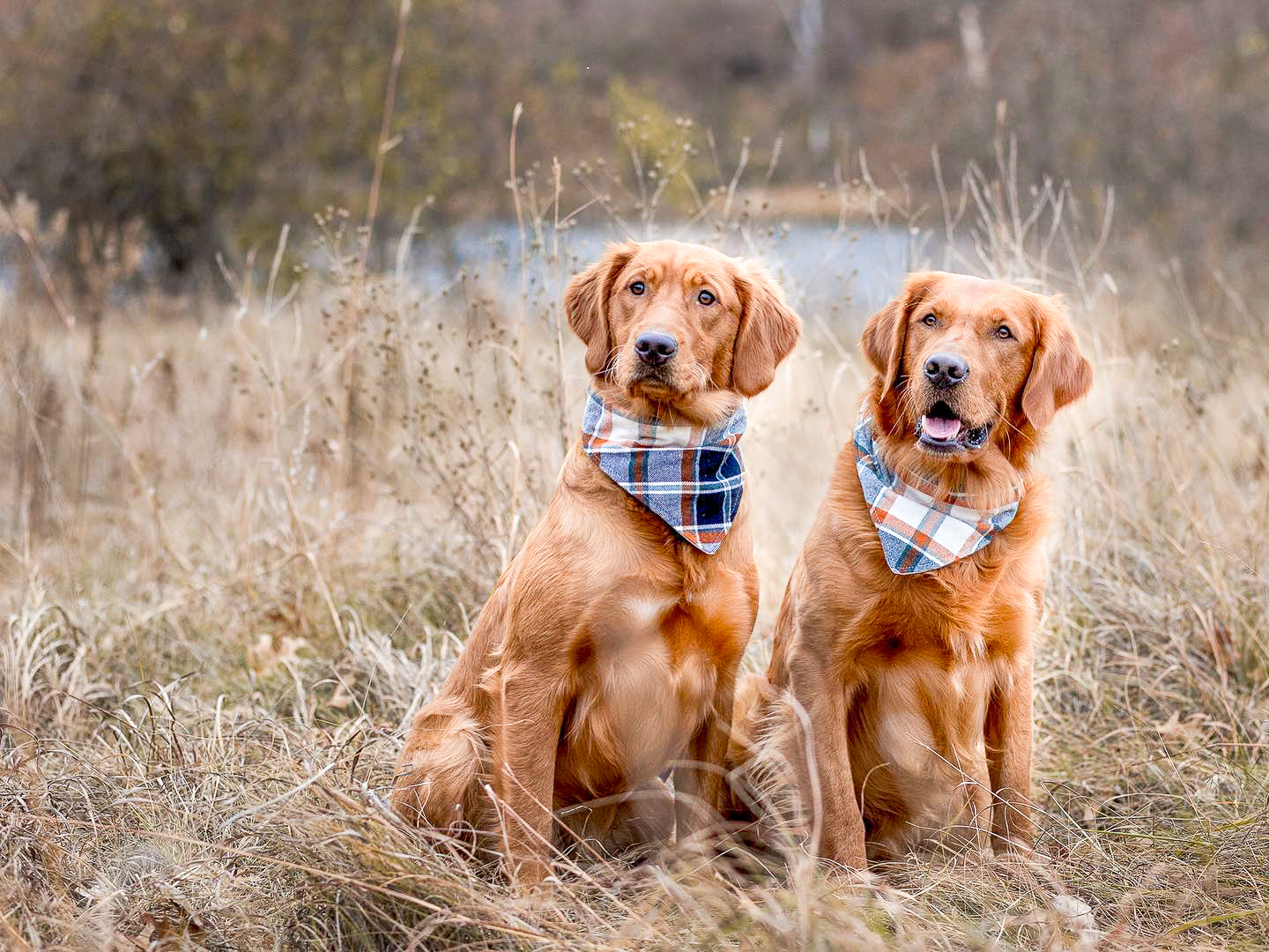"I do too" Wedding or Engagement Dog Bandana