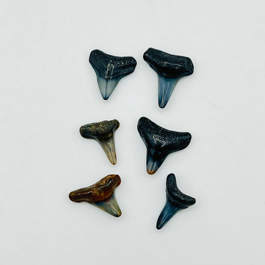 Set of 6 Shark Teeth - 1/12 Scale Dollhouse Miniature
